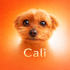 Cali App